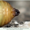 melanargia russiae azerbaijan pupa cremaster